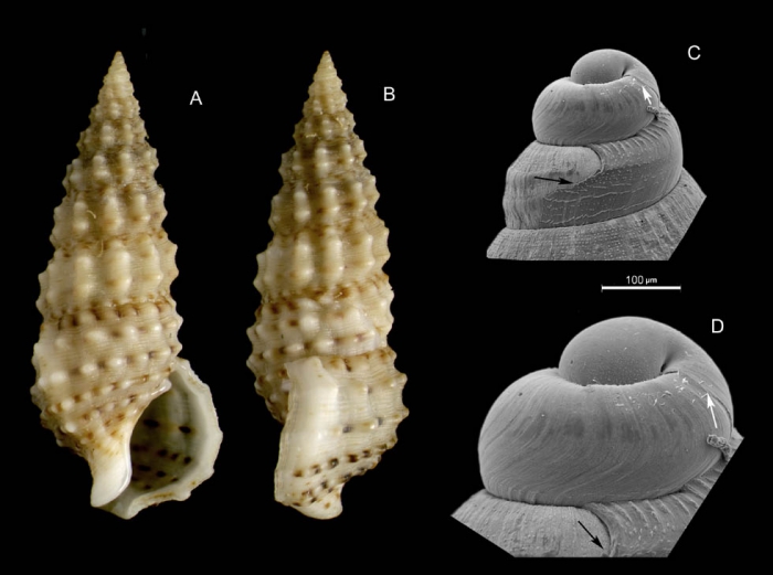 Cerithium scabridum Philippi, 1848Specimen from La Goulette, Tunisia (among Cymodocea nodosa, 19.09.2008), and SEM of protoconch of a juvenile (same locality, 23.07.2009, scale bar 100 µm), Cerithium scabridum Philippi, 1848Specimen from La Goulette, Tunisia (among Cymodocea nodosa, 19.09.2008), and SEM of protoconch of a juvenile (same locality, 23.07.2009, scale bar 100 µm),