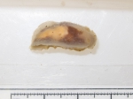 Nudibranchia