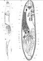 Platyhelminthes (flatworms)