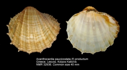 Acanthocardia paucicostata