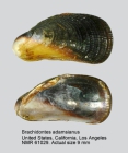 Brachidontes adamsianus