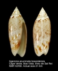 Agaronia acuminata boavistensis