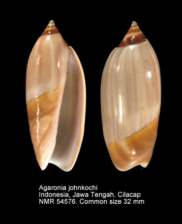 Agaronia johnkochi