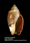Amalda australis