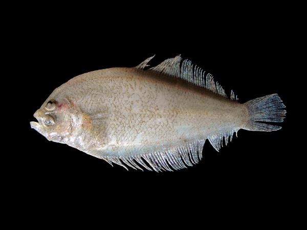 Arnoglossus laterna (Walbaum, 1792) Arnoglossus laterna (Walbaum, 1792)