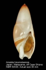Amalda hinomotoensis