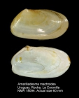 Amarilladesma mactroides