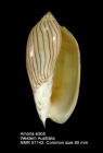 Amoria ellioti