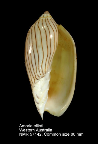 Amoria ellioti
