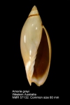 Amoria grayi