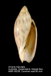 Amoria maculata