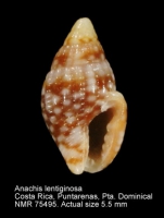 Anachis lentiginosa