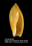Ancillariidae