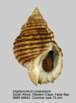 Argobuccinum pustulosum