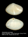 Atactodea erycinaea