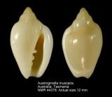 Austroginella muscaria
