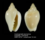 Austroginella tasmanica