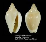 Austroginella tasmanica