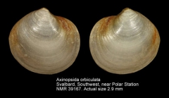 Axinopsida orbiculata