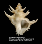 Babelomurex cristatus