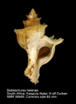 Babelomurex helenae