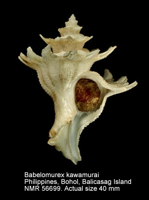 Babelomurex kawamurai
