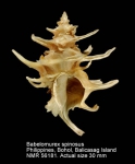 Babelomurex spinosus