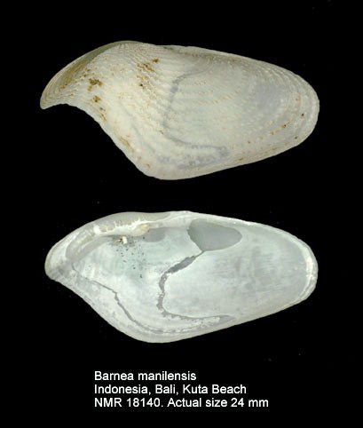 Barnea manilensis