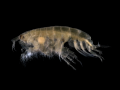 Crustacea (crustaceans)