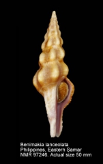 Benimakia lanceolata