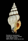 Peristernia marquesana