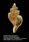 Boreotrophon clathratus