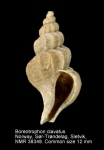 Boreotrophon clavatus