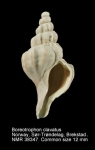 Boreotrophon clavatus