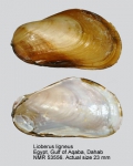 Lioberus ligneus