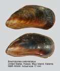 Brachidontes crebristriatus
