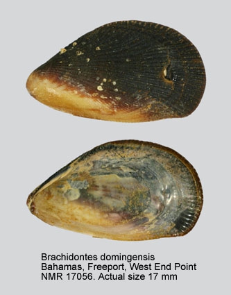 Brachidontes domingensis