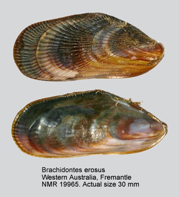 Brachidontes erosus