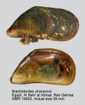 Brachidontes pharaonis