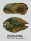 Brachidontes semilaevis