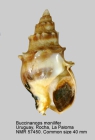 Buccinanops monilifer