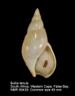Bullia tenuis
