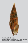 Burchia redondoensis