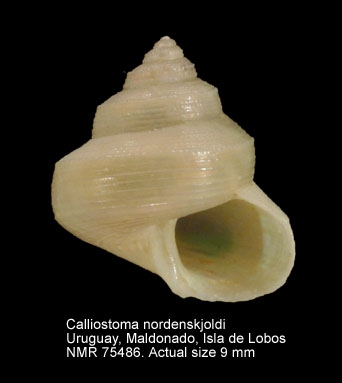 Calliostoma nordenskjoldi