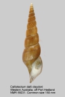 Calliotectum dalli claydoni