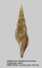 Calliotectum tibiaeforme johnsoni
