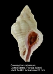 Calotrophon ostrearum