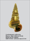 Cerithideopsis californica