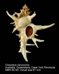 Chicoreus cervicornis