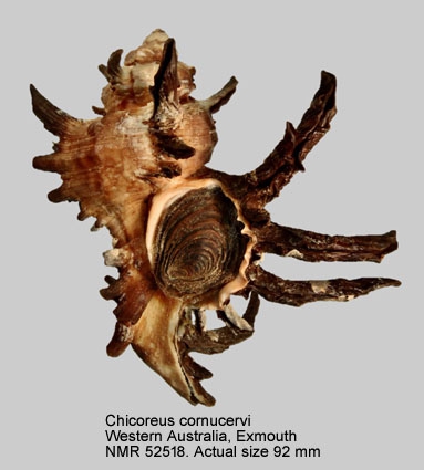 Chicoreus cornucervi